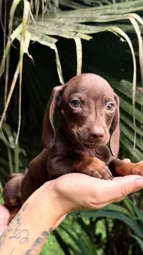 lindos filhotes de basset com garantia daschund