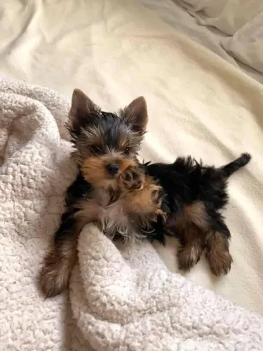 Yorkshire Terrier lindo