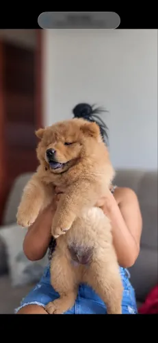 Chow Chow 