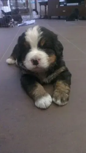 Filhote de bernese mountain um gigante de carinho desde pequeno