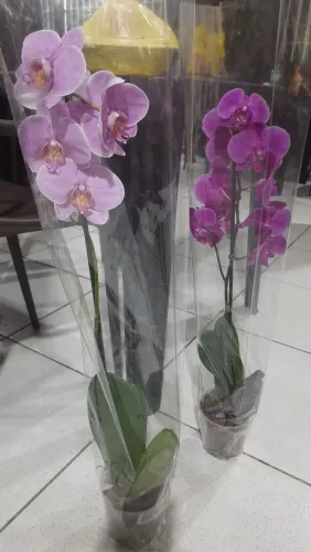 Vendo ORQUÍDEAS plantas ornamentais e frutífera enxertada e de semente 