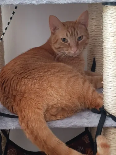 Gato Para Doação 