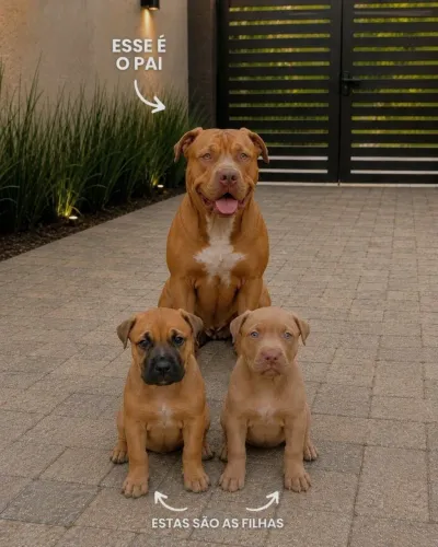 Vende-se filhote raça Pitmonster<br>Vacinado e vermifugado <br>45 dias de nascido<br>1200,00