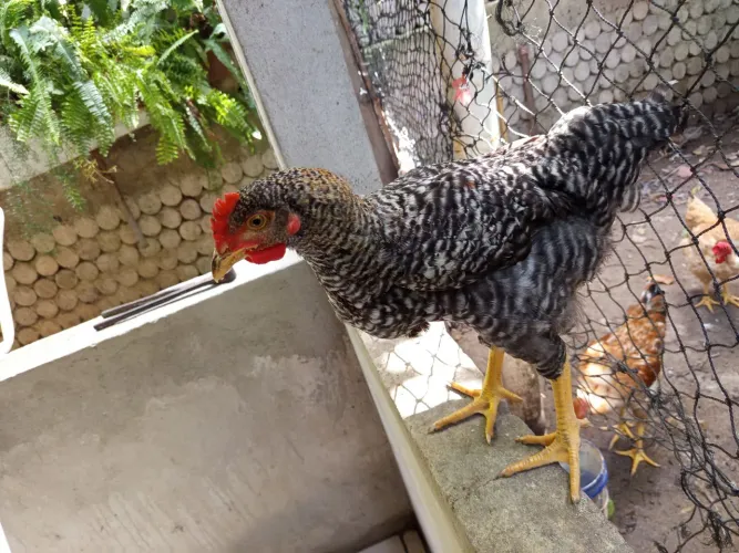 Galinha caipira