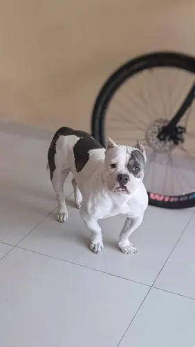 American Bully pocket 
