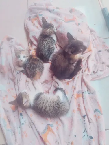 Doação de gatos