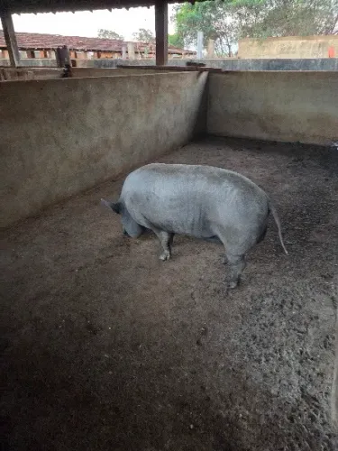 Porcos Caipira