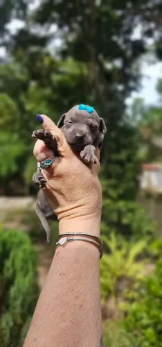 Galguinho Femea Cinza - Eleganterrima