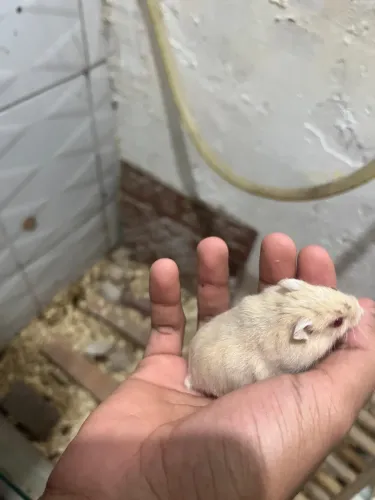 Hamster anao russo