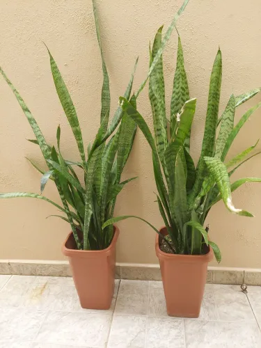 Espada de São Jorge R$ 20 cada