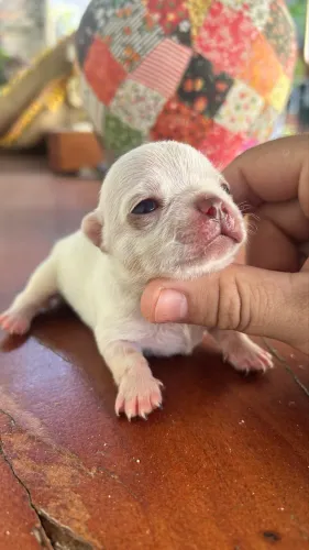 Chihuahua macho nariz chocolate