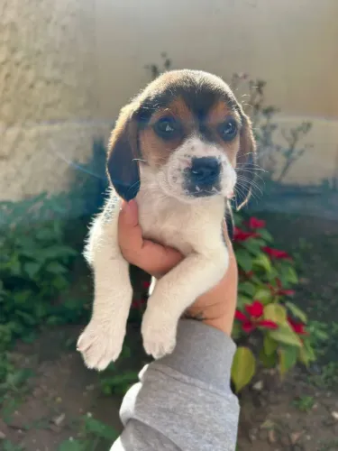 Beagle fofura de orelhas compridas