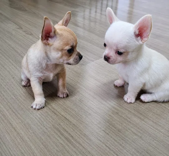 Chihuahua