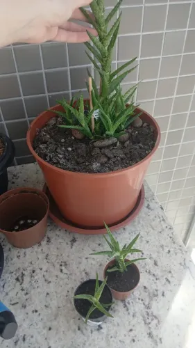 DOAÇÃO de muda desta suculenta