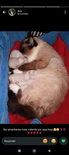 Filhotes de gato
