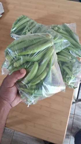 Quiabo fresco direto da roça! Início de produção. 