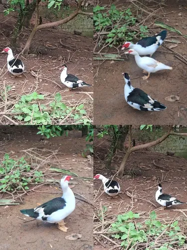 Casal Pato adulto. 