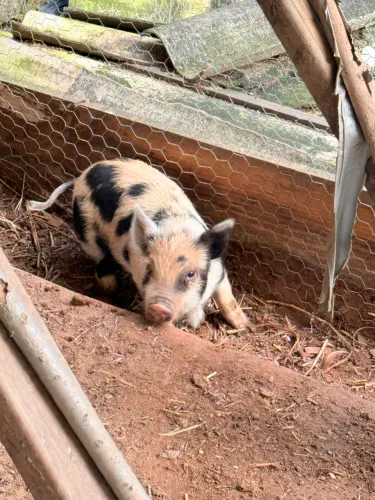 Mini pig ( mini porco)