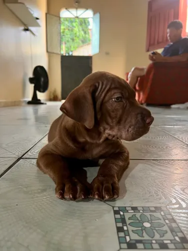 Filhotes de Shar-pei com Doberman 