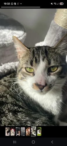 Gato macho ADOÇÃO