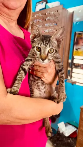amoroso gatinho castração 25/5!