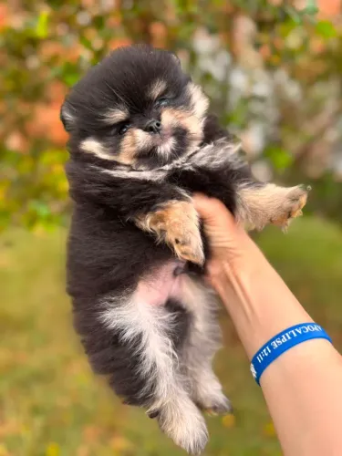 Lulu da Pomerânia fêmeas e macho
