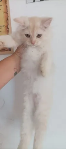 Gata persa