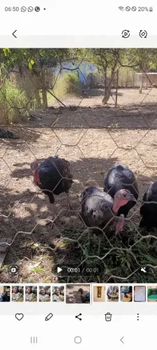 Vendo peru 