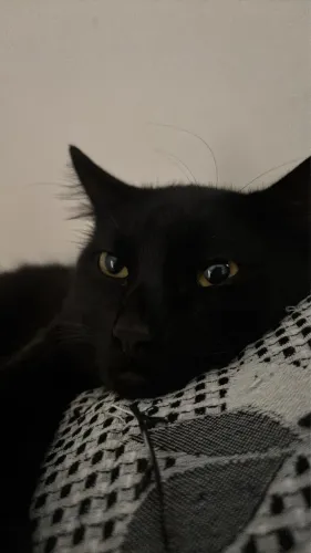 DOAÇÃO DE GATO