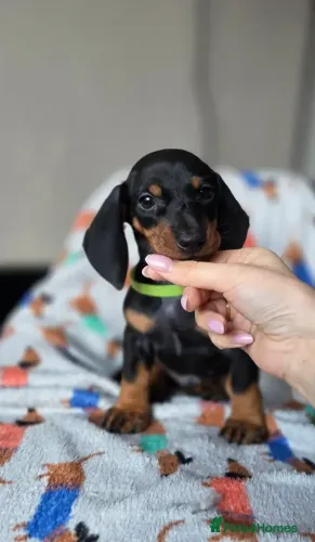 Baby Macho e Fêmea com Pedigree Teckel/Dachshund/Salsicha/Salsichinha/Basset/Cofap