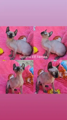 Sphynx padrão e Elf Filhotes - Gatil Bsb Cat