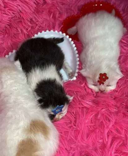 Vendo lindos filhotes de gatos persa