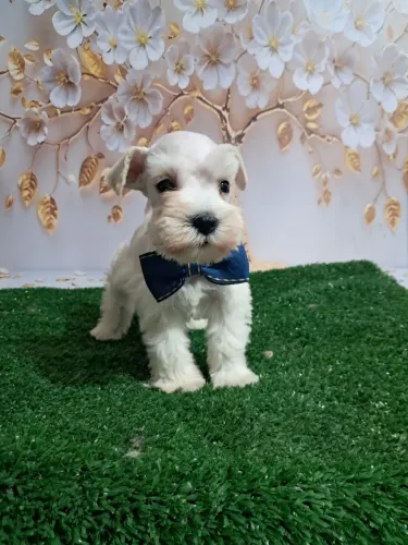 Schnauzer machinho miniatura somente machinhos