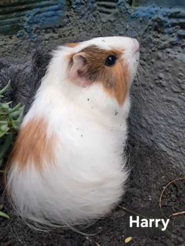 Porquinhos da Índia