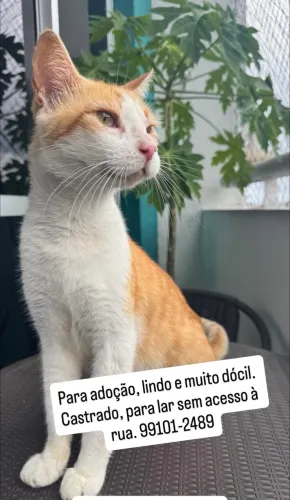 Lindo gato castrado muito dócil