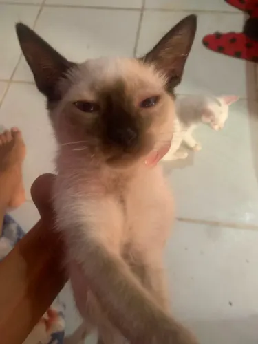 Lindo filhotes de felino para adoção responsável