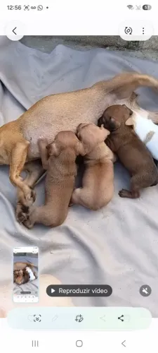 Filhotes de pinscher