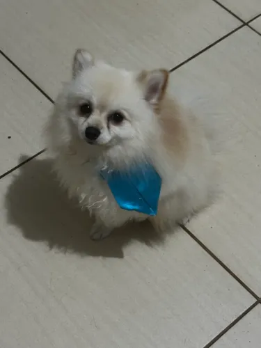 Lulu da pomerania procura namorada
