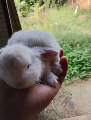 Coelhos mini lop 
