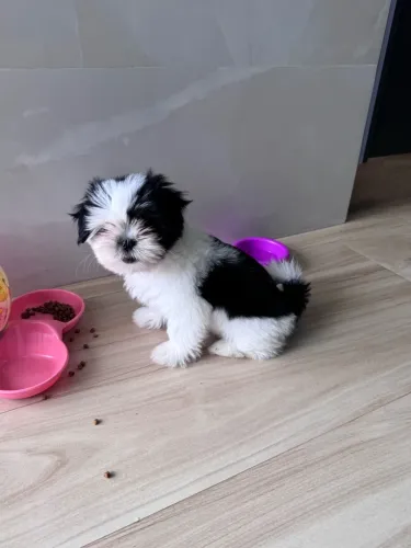 Filhote de shih tzu