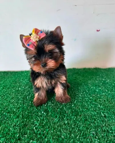 Yorkshire bibê-lo mini / Fêmea e Macho Disponível