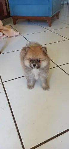 Spitz filhote macho 