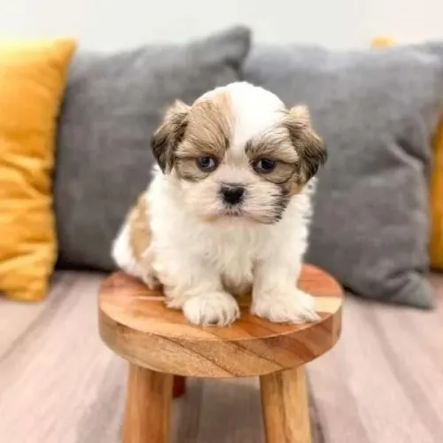 Shih Tzu Um pet cheio de amor e simpatia