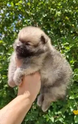 Sptiz alemão (Lulu da Pomerânia)