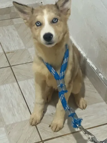 Husky siberiano/Border collie