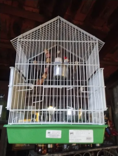 Gaiola de calopsita  completa