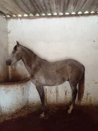 Cavalo