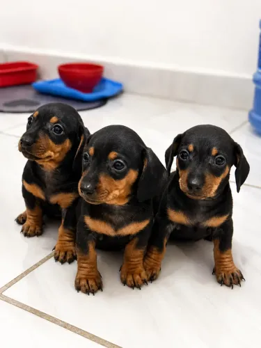 Filhotes Dachshund