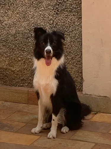 Border Collie Fêmea de Elite (1 ano e 8 meses) - Pronta para Chácaras e Sítios