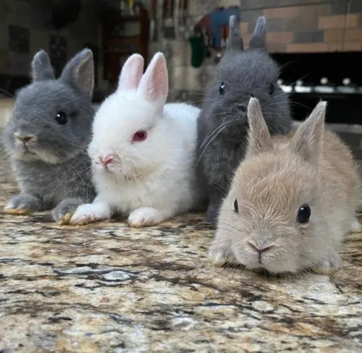 Coelho anão Netherland Dwarf